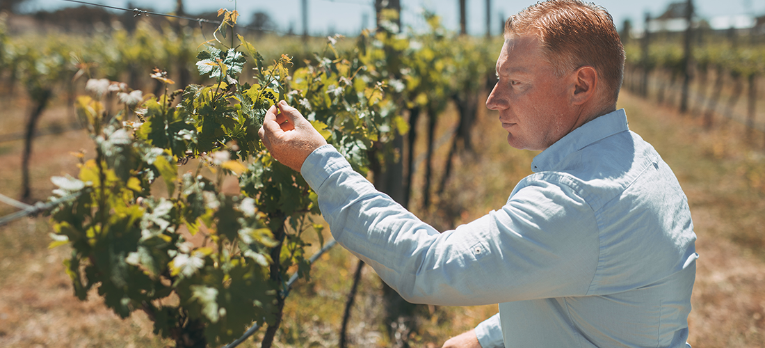 Michael Wren in the Wren vineyard